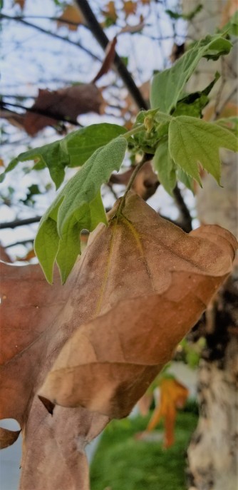 Winter Leaf and Spring Buds_1